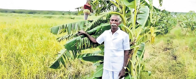 Varappu Barren land to bountiful harvest: How traditional farming revived ...