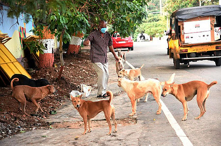 Boy attacked by stray dogs spark outrage in Palacode