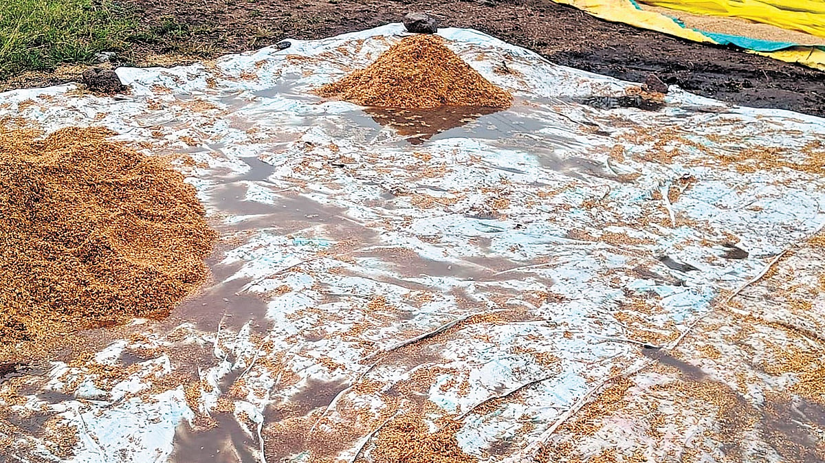 Unseasonal rains damage paddy stocks, mango crop in erstwhile Adilabad ...