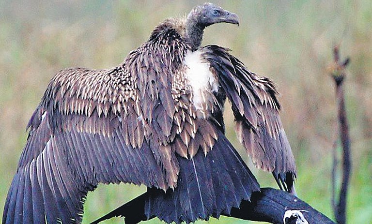 Hyderabad Bird Atlas launches longest survey season to expand list ...
