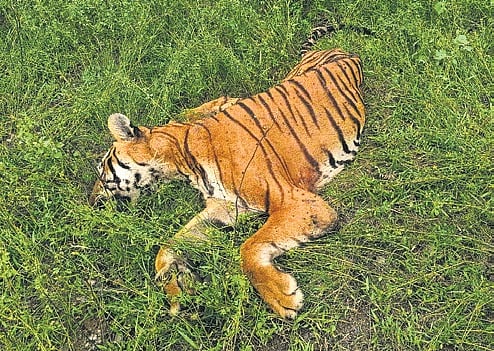 Another tiger dies in Nilgiris; officials suspect death due to ...