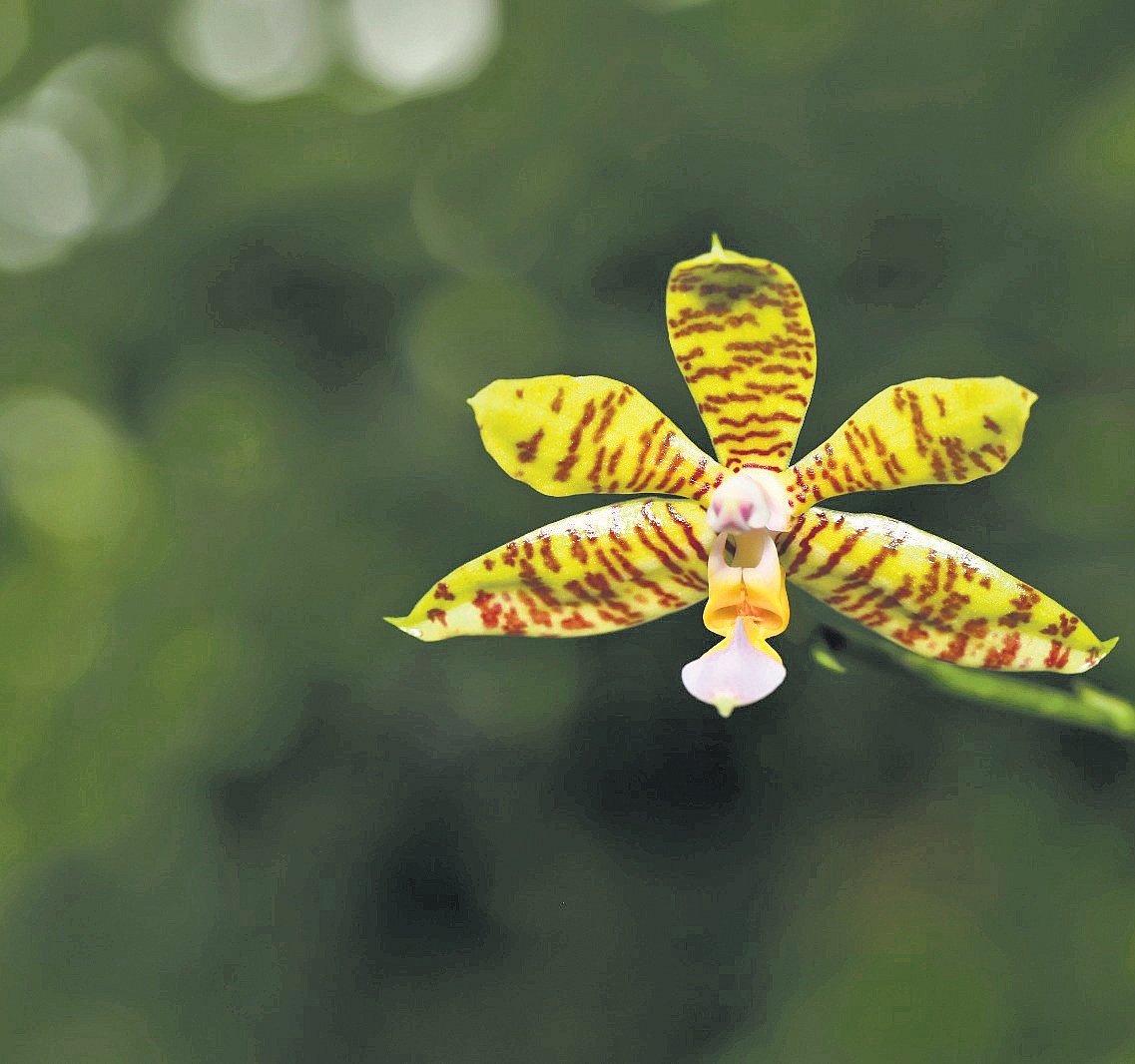 Orchid man's blooming legacy