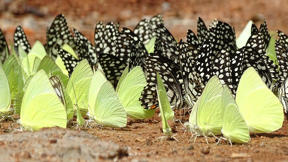 Understanding changing landscapes and weather through butterflies