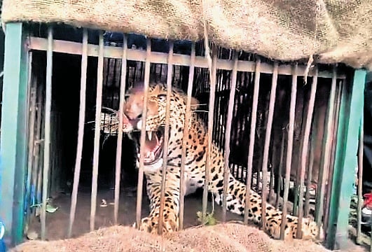 Elusive leopard captured by foresters