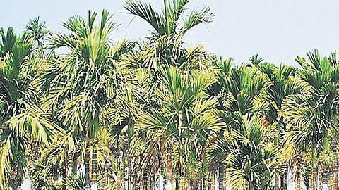 Areca traders happy as price surges, growers from Karnataka upset