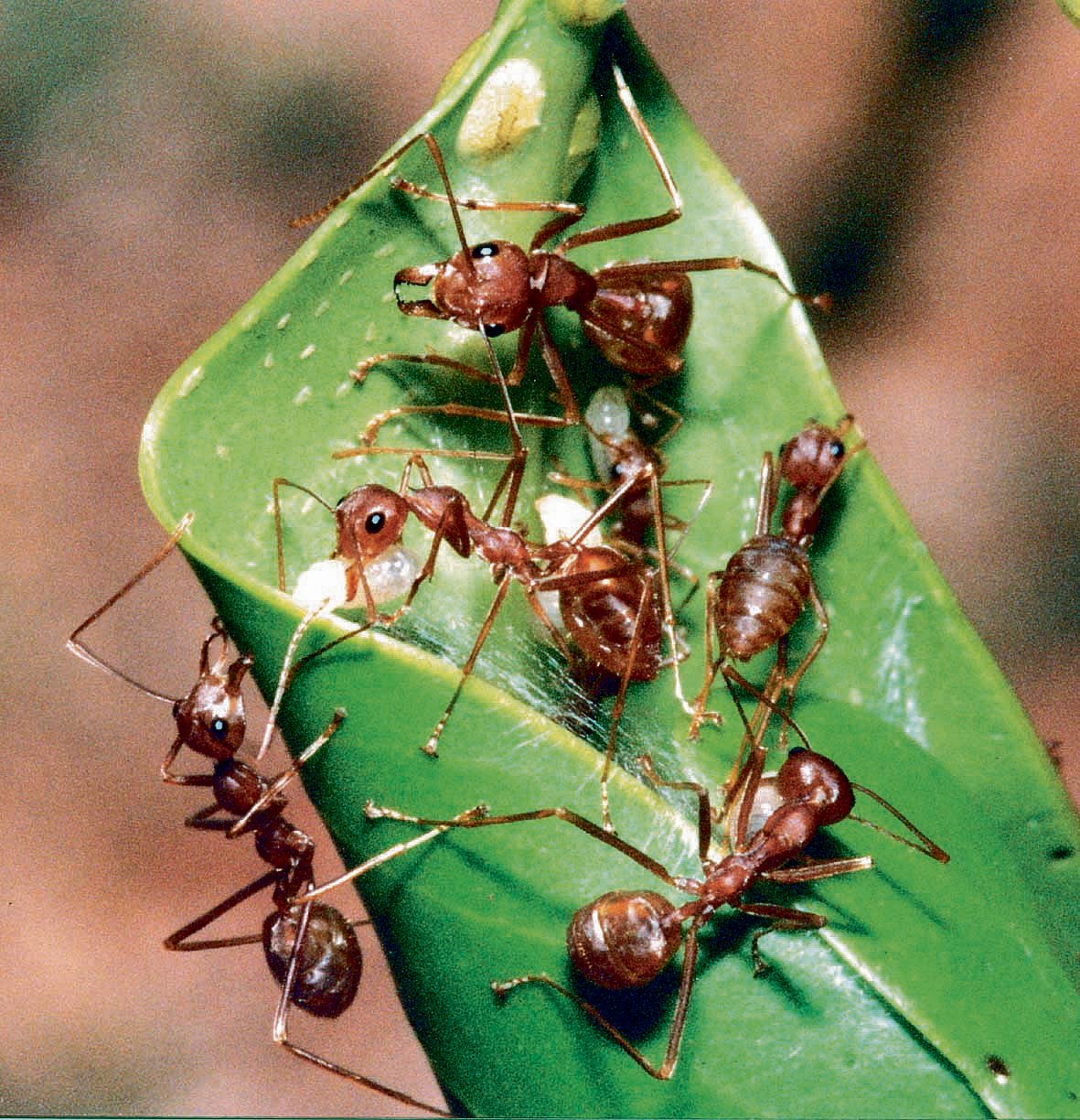 Where have all the ants gone from our urban landscapes?