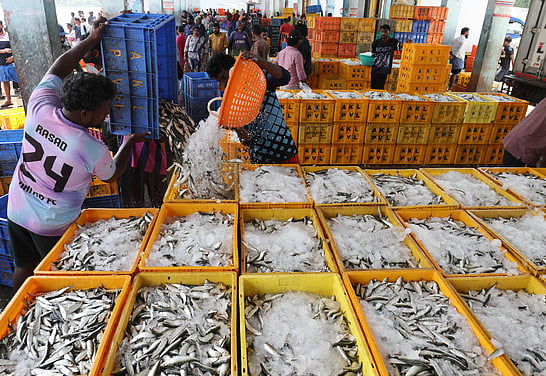 India's fish production rises 3% in 2025; Kerala's oil sardine catch ...