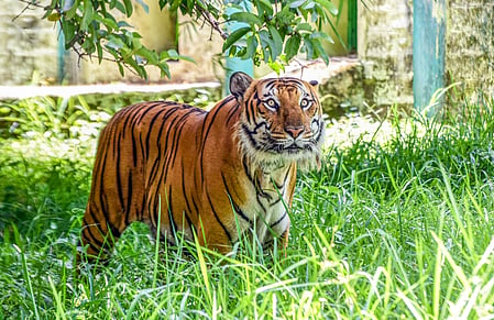 Tiger attacks farmer, kills cow in Karnataka village