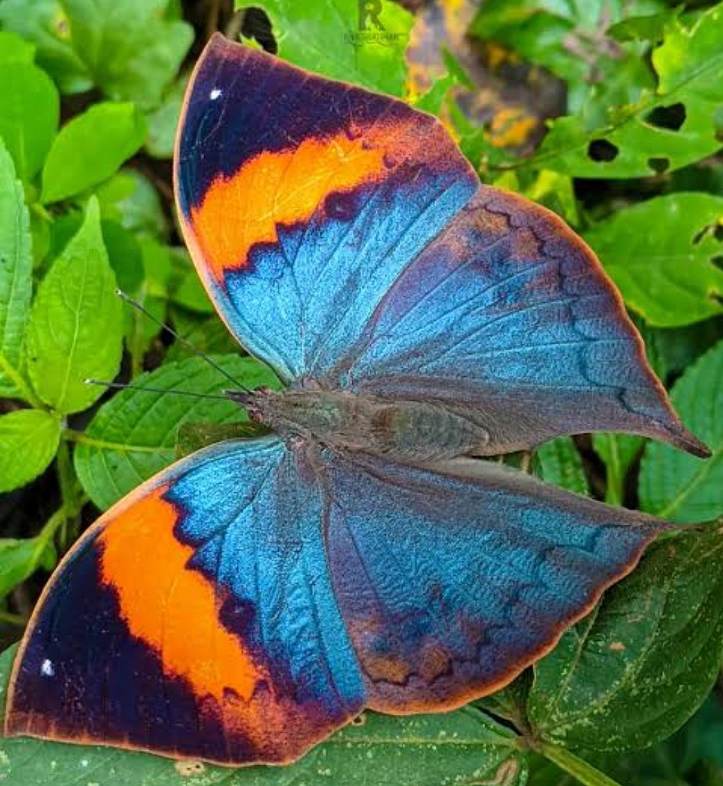 Butterfly that mimics dry leaf may become Madhya Pradesh’s next 'state ...