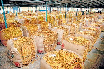 tobacco board Tobacco auctions in Andhra Pradesh to begin on March 25