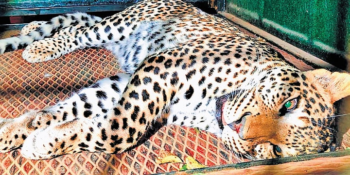 Leopard captured a day after fatal attack on devotee in Male
