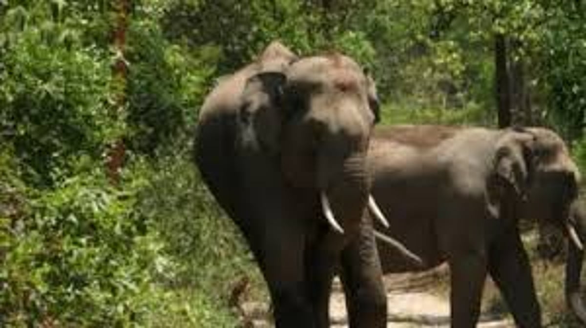 Elephant In Field Two Dhenkanal farmers killed in elephant attacks