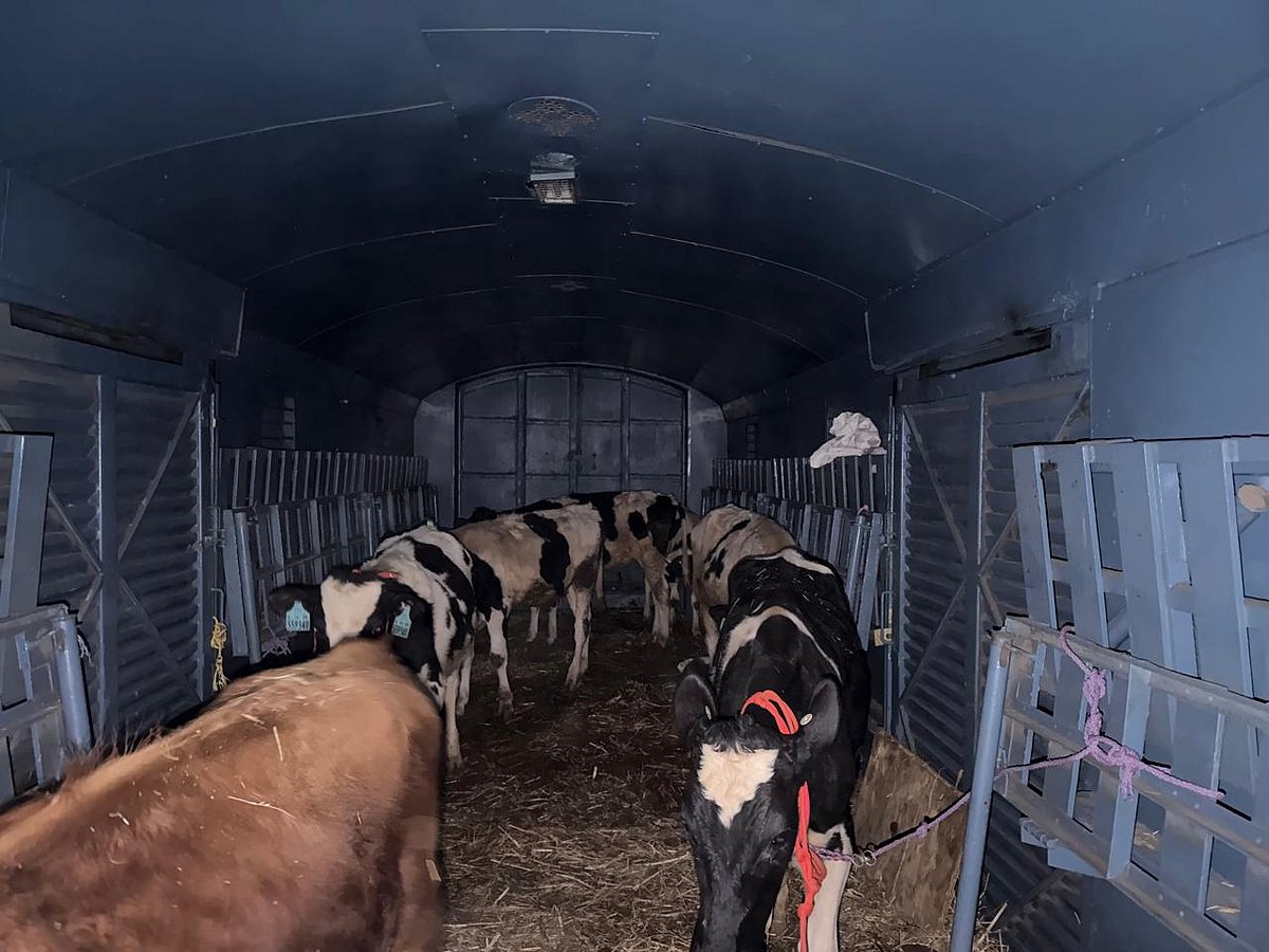 Railway transport 23 exotic breed bulls from Bengaluru to Kashmir in ...