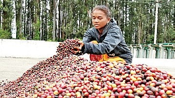 Coffee Board eyes crossing $1.8 billion export target