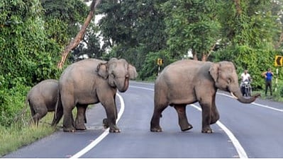 Odisha elephant burial points to systemic rot