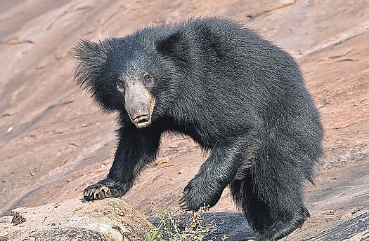 Bear kills three in Telangana's Adilabad; officials urge residents
