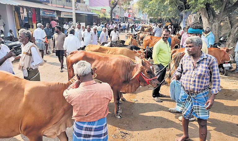 Poll code cash curbs tie down cattle trade, arrivals dip in TN's Poigai ...