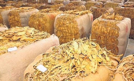 bales of tobacco Tobacco auctions commence at Podili platform in Andhra Pradesh