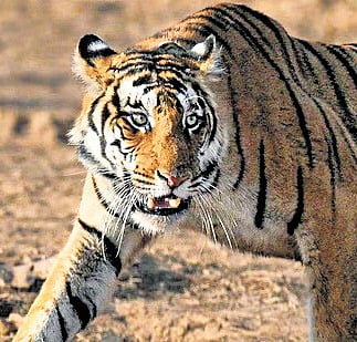 West Asia spoofing blamed for death of radio-collared tiger in MP’s Satpura