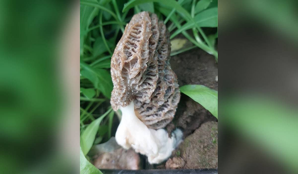 Scientists in Kashmir successfully cultivate world’s costliest Gucchi ...