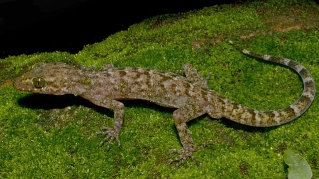 New gecko species discovered in Assam's Raimona National Park