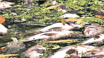 Thousands of dead fish found floating in Paradip creek, locals blame ...