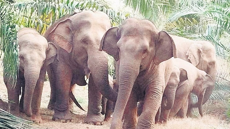 Jharkhand digs 20-km trench along Bengal border to curb elephant