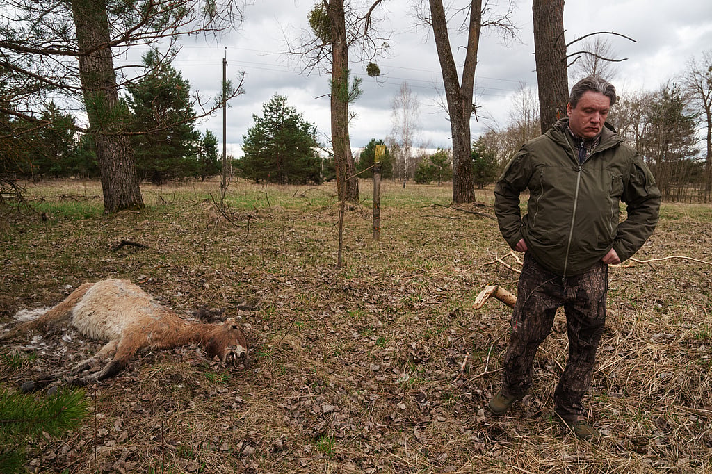 Chernobyl's radioactive landscape is testament to nature's resilience ...