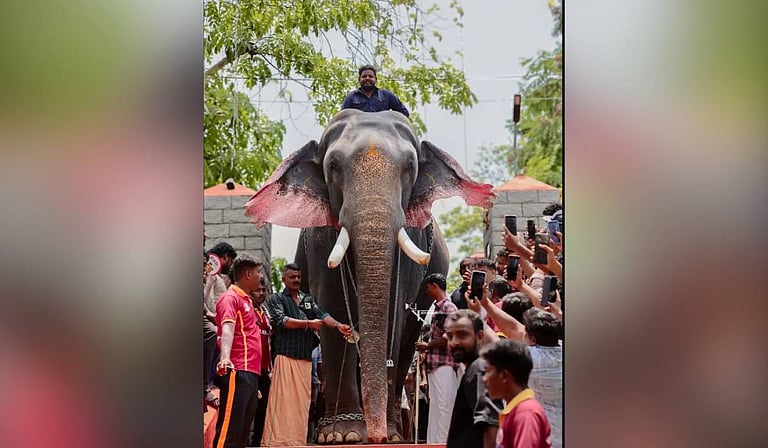 Meet Thrikkadavoor Sivaraju, the majestic star of this year's Thrissur ...