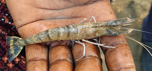 Andhra Pradesh: Eluru aqua farmers form association to curb shrimp diseases