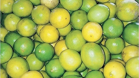 Lemon hits Rs 240 per kg in Kerala amid heatwave and supply crunch