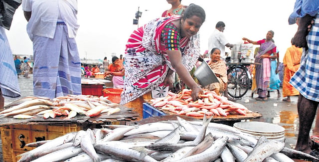 TN pips Gujarat for top spot in marine fish landings in ’25