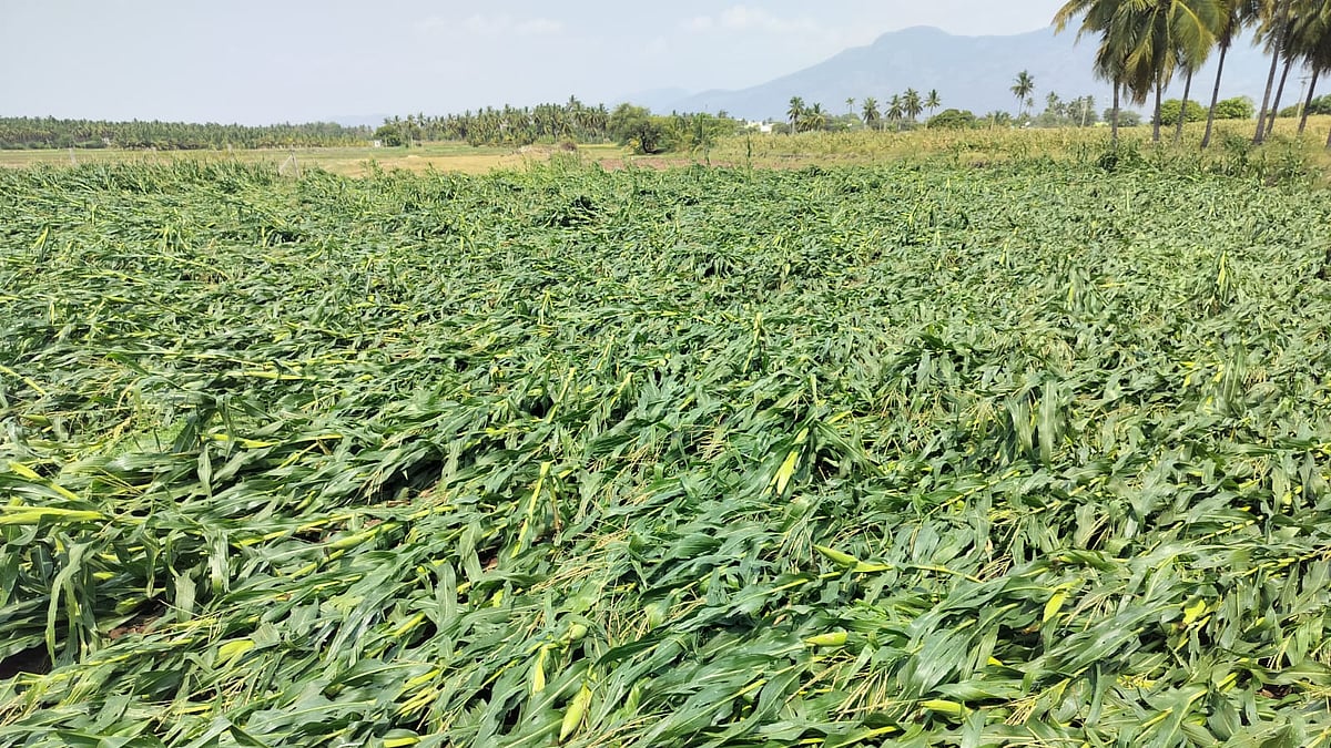Gale, heavy rain flatten ripe paddy, destroy crops in Theni and ...