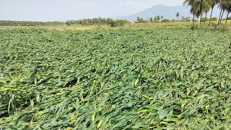 Gale, heavy rain flatten ripe paddy, destroy crops in Theni and ...