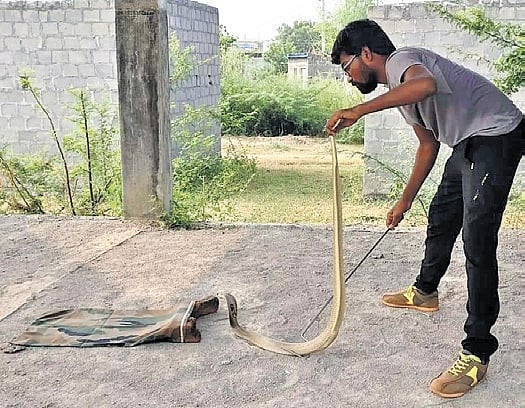 snake rescues
