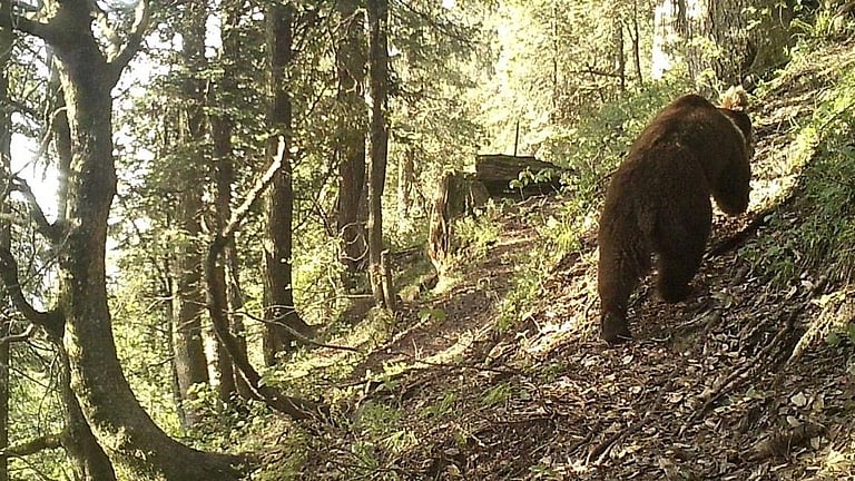 Rare Himalayan brown bear spotted on camera in Chamba's Gamgul sanctuary