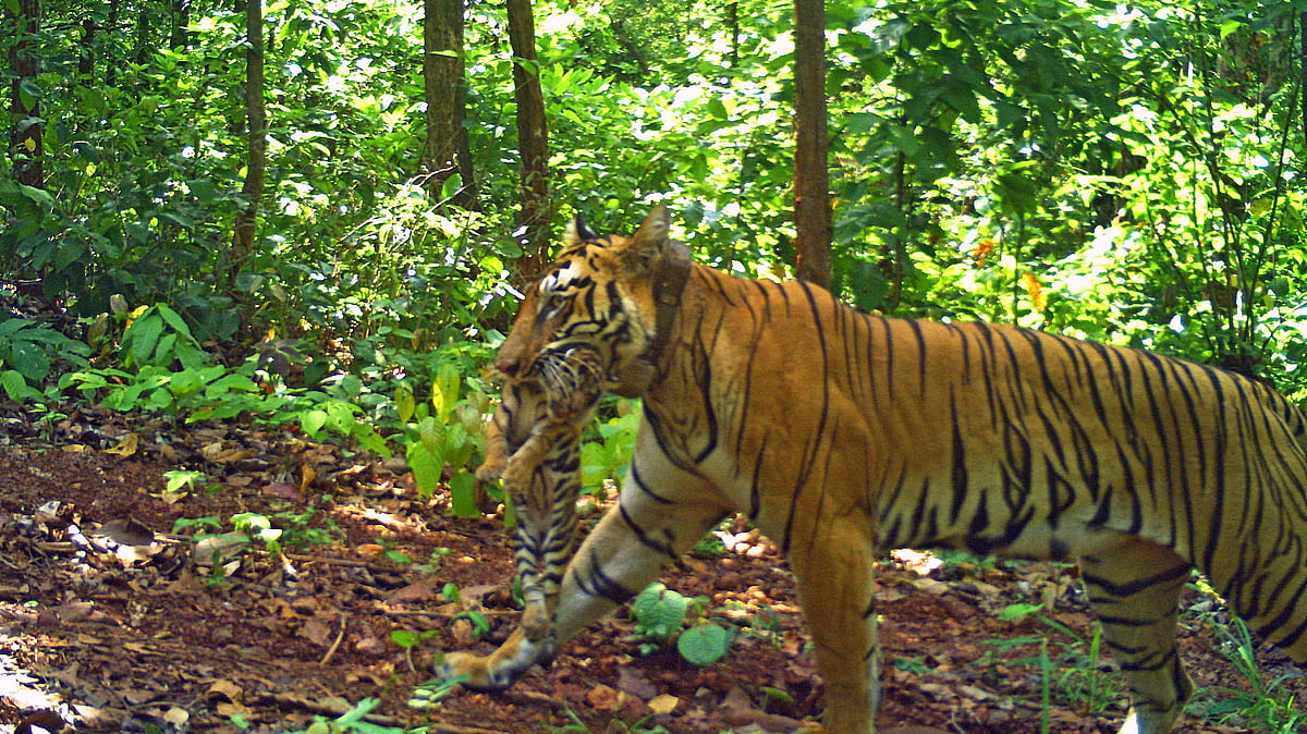 Tadoba-origin Zeenat delivers four cubs in Odisha's Similipal Tiger Reserve