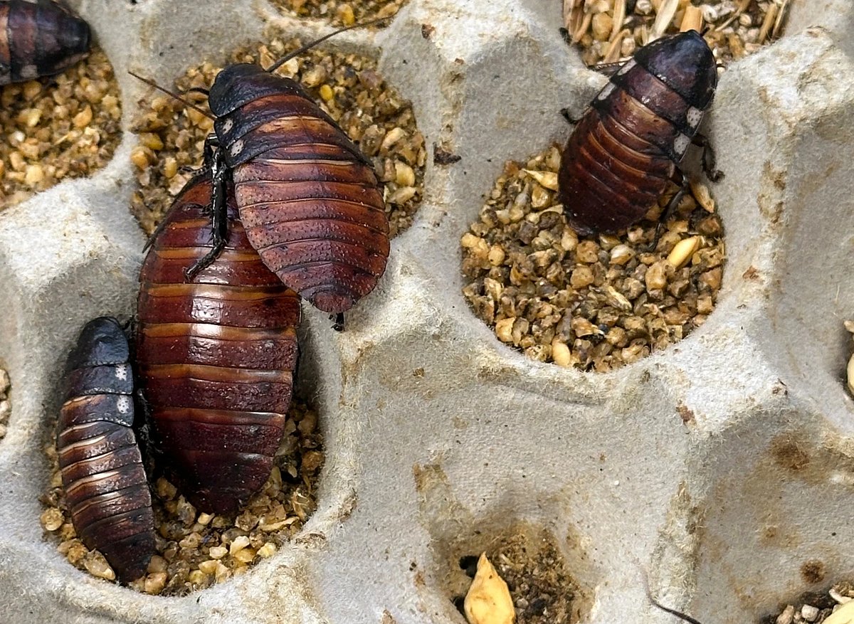 Australian cockroach kingpin caught with 100,000 illegal insects in ...