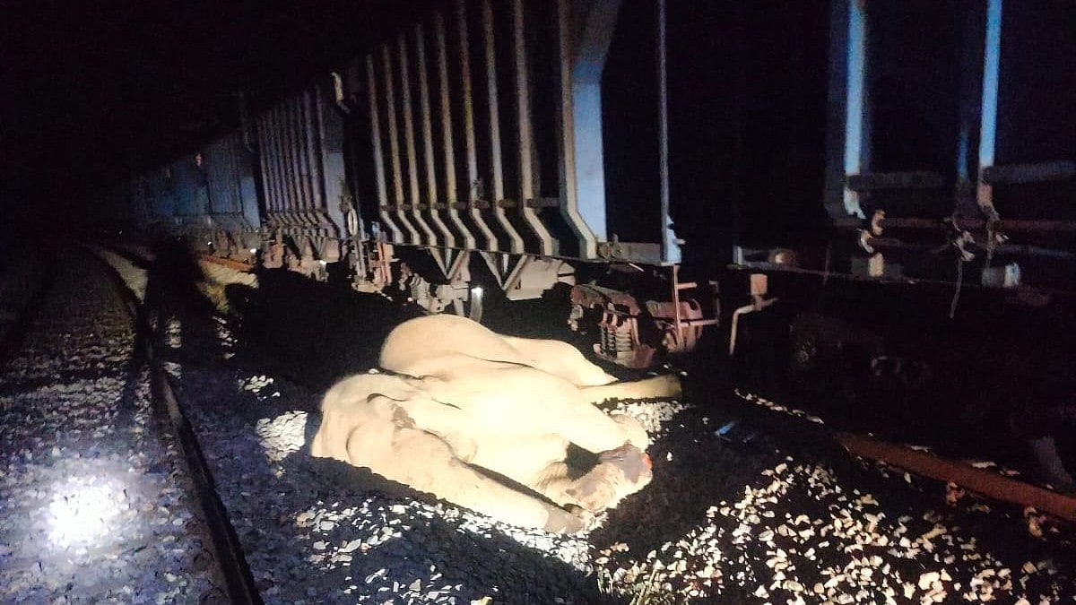 Chhattisgarh launches probe after elephant injured on railway tracks