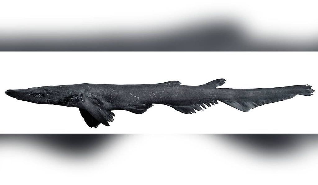 New deep-sea catshark species discovered off Kerala's Kollam coast