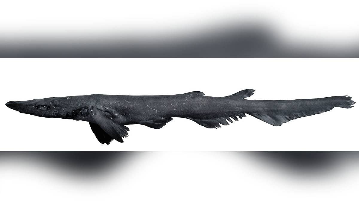 New deep-sea catshark species discovered off Kerala's Kollam coast