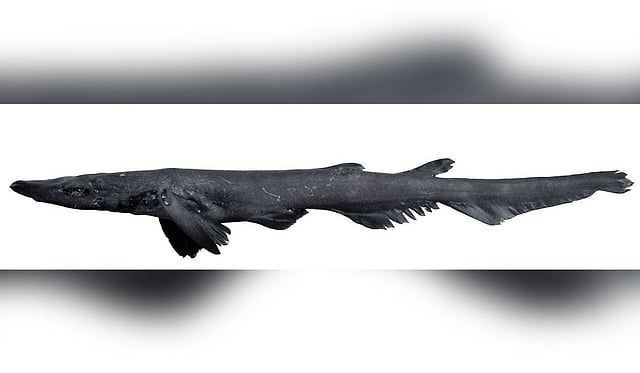 New deep-sea catshark species discovered off Kerala's Kollam coast