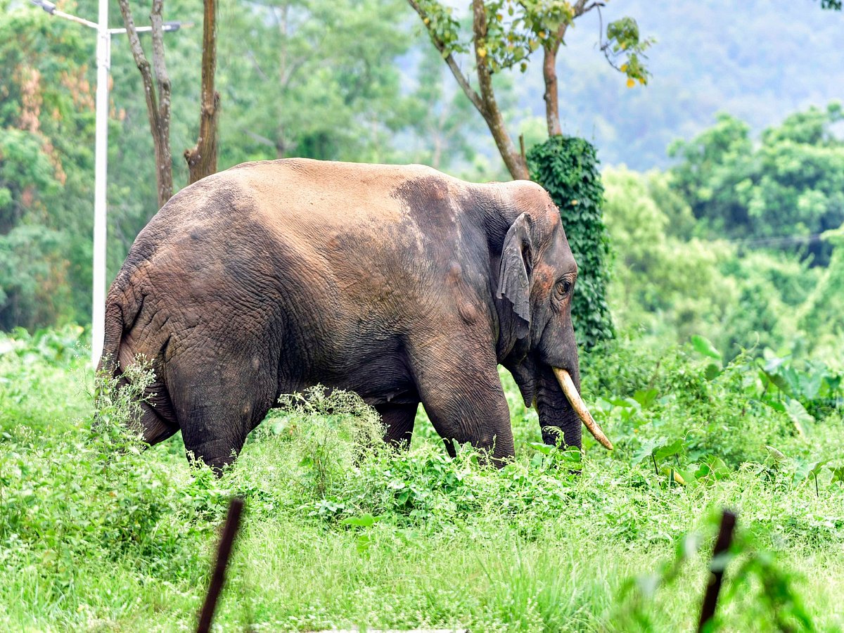 Hman South India turns to regional plan to manage human-elephant conflict
