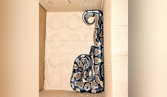 Ball python