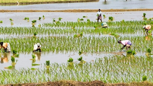 महाराष्ट्र सरकारने 36,585 कोटी रुपयांच्या शेतकरी कर्जमाफी योजनेअंतर्गत 553 शेतकऱ्यांची पहिली यादी जाहीर केली.
