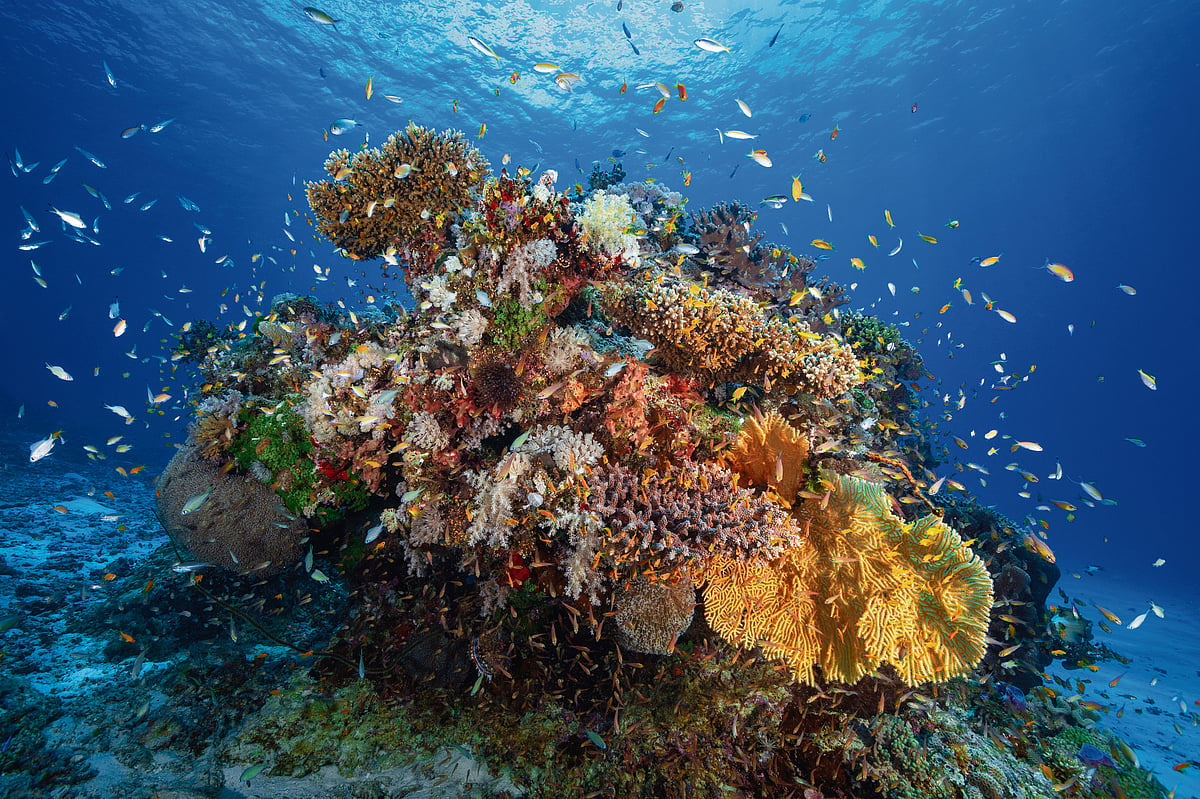 Coral bleaching: Blame it on climate change, not El Nino