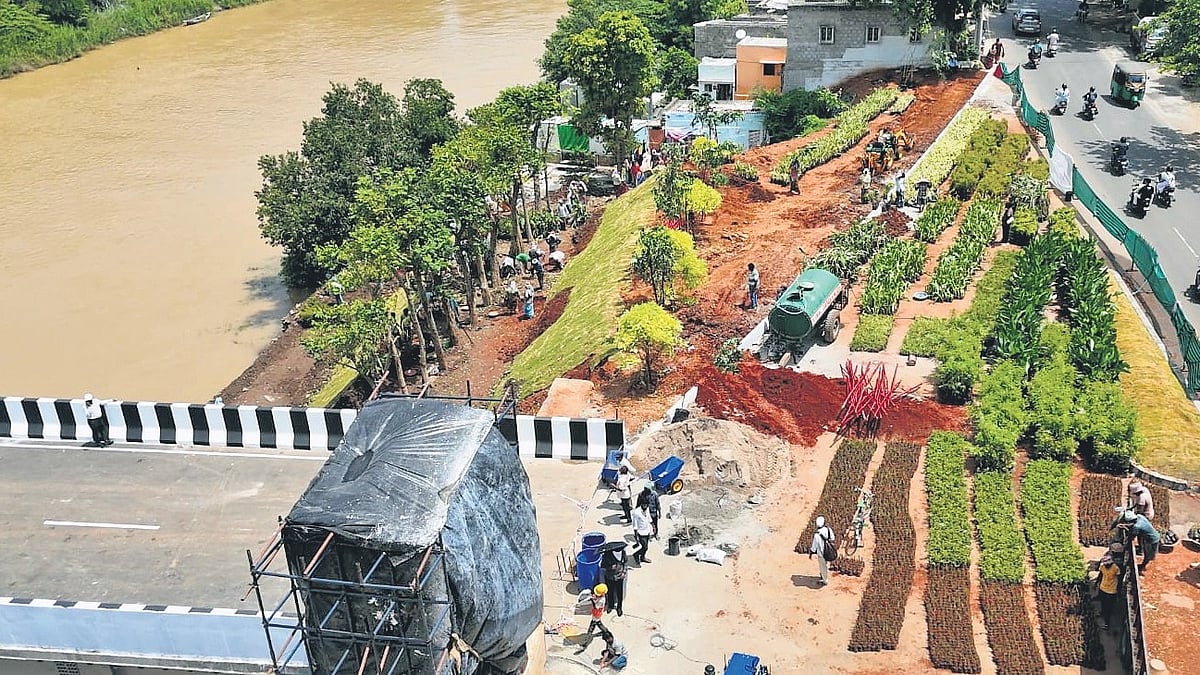 Andhra's Seed Access Road set for green facelift ahead of inauguration; 26 plant species, including Golden Neem, adorn median as CM Naidu opens highway Aug 13