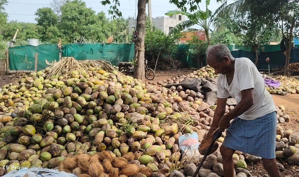 Eluru sees shift in farming pattern as farmers move from sugarcane to ...