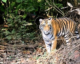 Shrinking habitats, rising conflict: Uttarakhand logs 2,046 big cat attacks