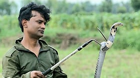 Dehradun outskirts see rise in venomous snake encounters as 542 rescued this year
